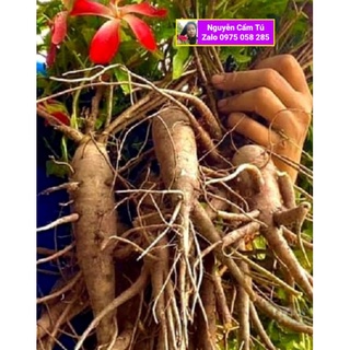 500h Hạt giống Sâm bố chính (hoa đỏ tươi)❤️tặng 50hạt❤️❤️❤️