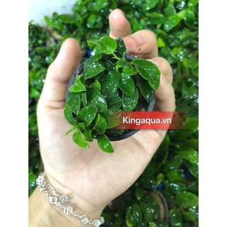 Cây thuỷ sinh ráy nana petite nhiều ngọn