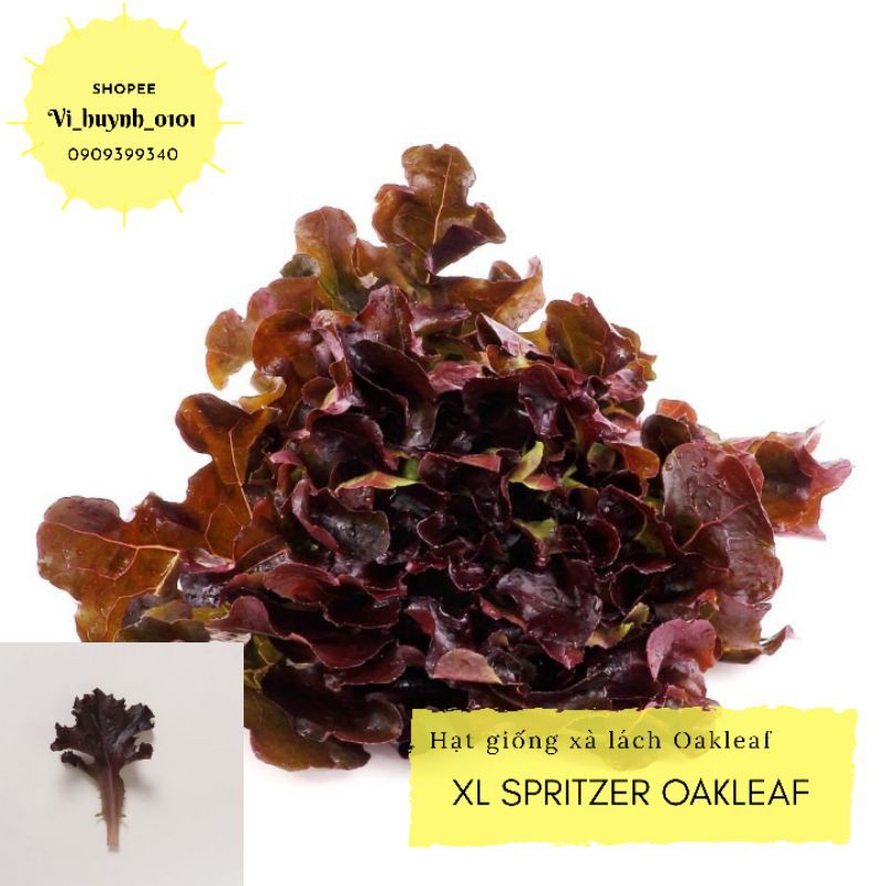 Hũ 500 hạt giống xà lách Splitzer Oakleaf hạt trần dễ trồng màu sắc đẹp giống hữu cơ Johnny Seeds Mỹ