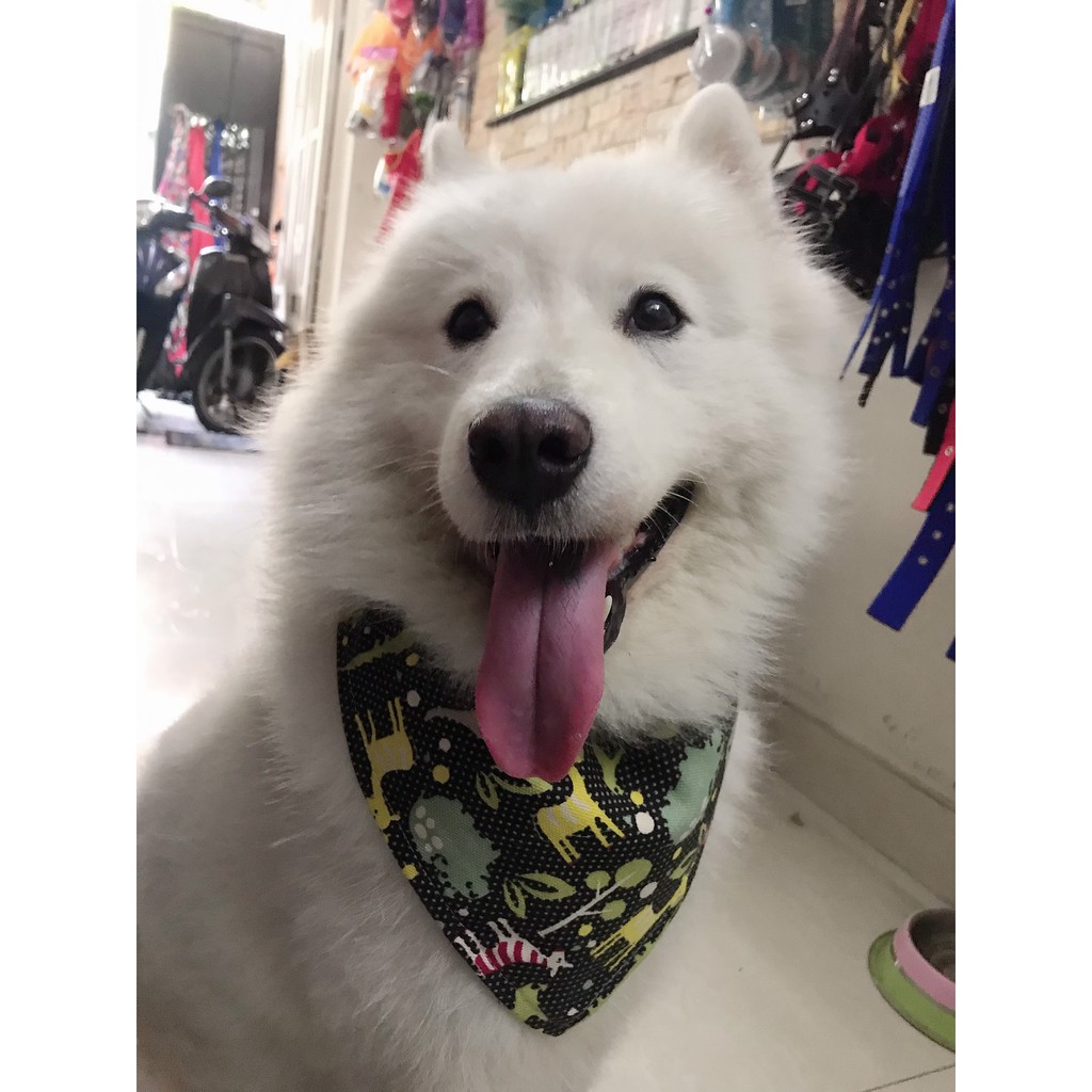 VÒNG CỔ CHO CHÓ CÓ KÈM KHĂN YẾM XUDAPET  - XDP01VCK