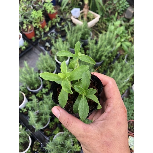 Cây Cỏ Ngọt