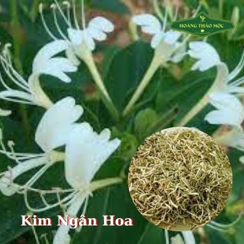 Trà Thảo Mộc Hãng Hoàng Thảo Mộc giúp an thần ngủ ngon