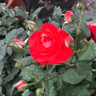 Hồng Tố Nữ 120k