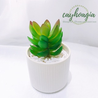 Cây giả - Sen Đá SiIIcol SP001127