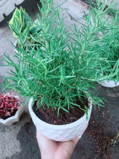Chậu hương thảo