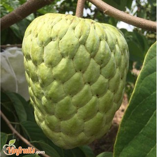 NA thái tứ quí
