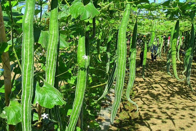 Hạt giống mướp lặc lày, mướp sát, mướp rừng, mướp sọc