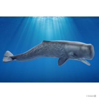 Đồ chơi Schleich Đức - CÁ NHÀ TÁNG - Mã SP 14764