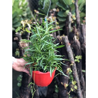 Chậu treo Trúc dây leo