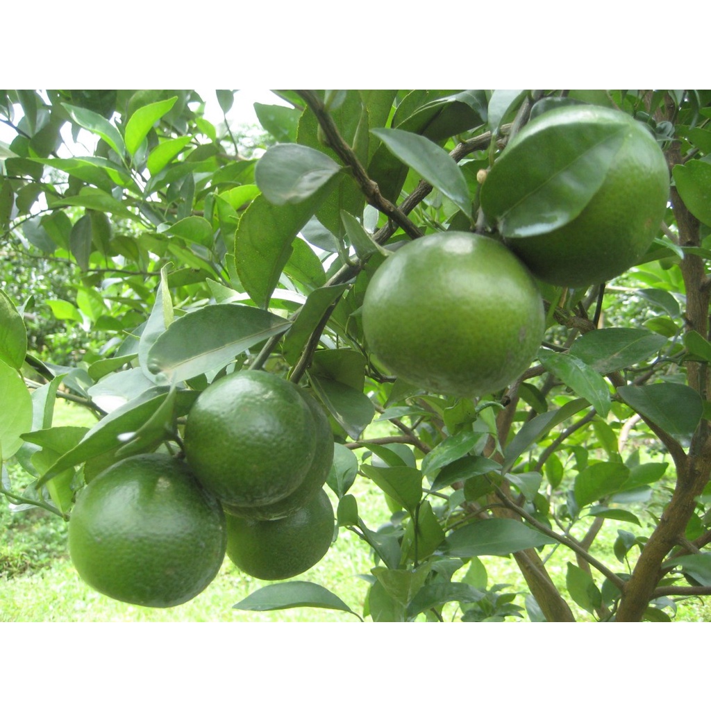 "THUỐC SINH HỌC: TIÊU TUYẾN TRÙNG 18EC" - Đặc trị tuyến trùng gây hại.
