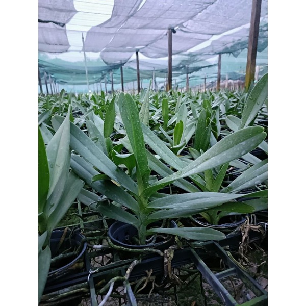 Lan Renred cây tơ đẹp