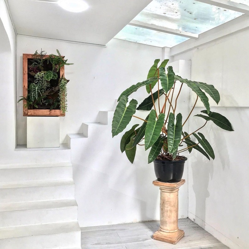 Cây Hạc Cam.Philodendron Billietiae đẹp quyến rũ