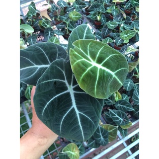 alocasia back velvet (môn nhung đen)cây to