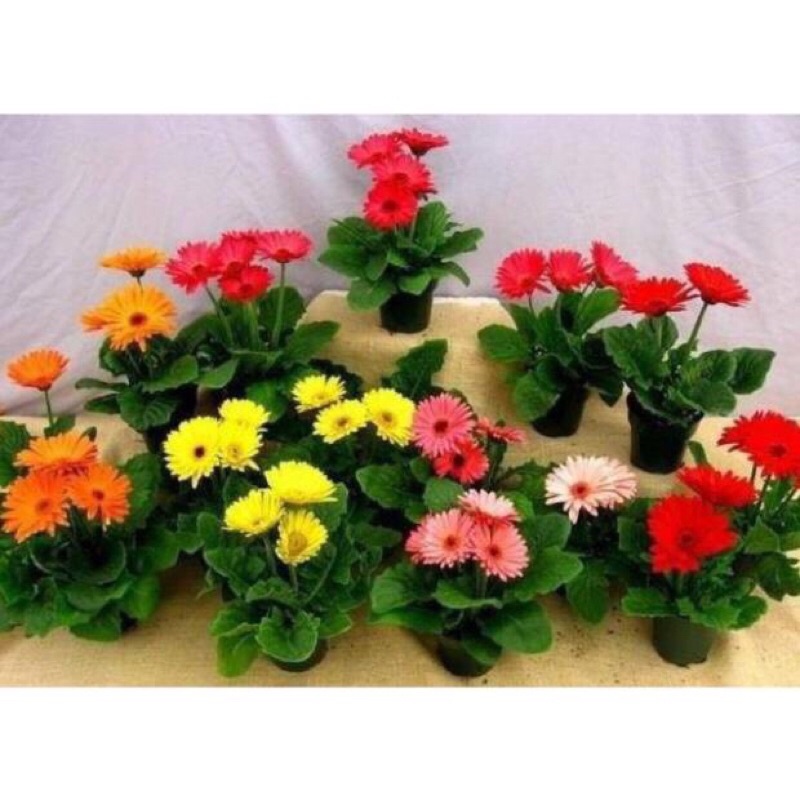 Giảm giá -  HẠT GIỐNG HOA ĐỒNG TIỀN MIX F1- Loài Hoa May Mắn, Nhiều Tài Lộc, hàng sẵn