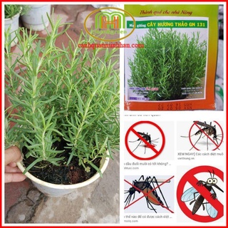 [SIÊU RẺ] Hạt giống cây hương thảo -Rosemary đuổi muỗi