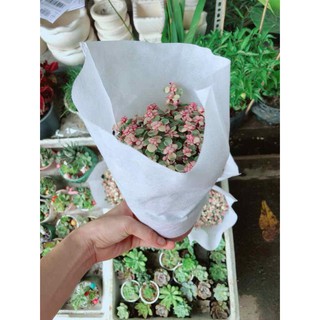 Đô la hồng Bán Chạy
