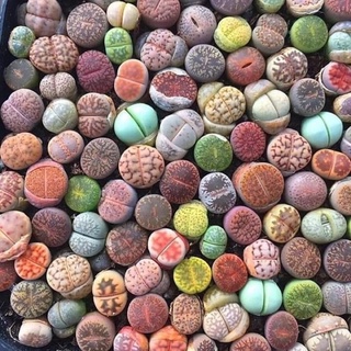 (FREESHIP) THẠCH LAM,SEN ĐÁ MÔNG,LITHOPS NHIỀU MÀU SẮC,Mua cả chậu tặng thêm cây lẻ mini