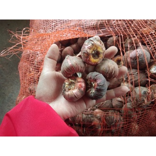 củ hoa lay ơn đỏ