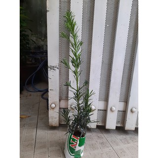 Cây tùng La Hán - chiều cao 60-80cm