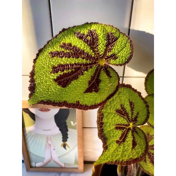 Chậu cứng Begonia Masosiana
