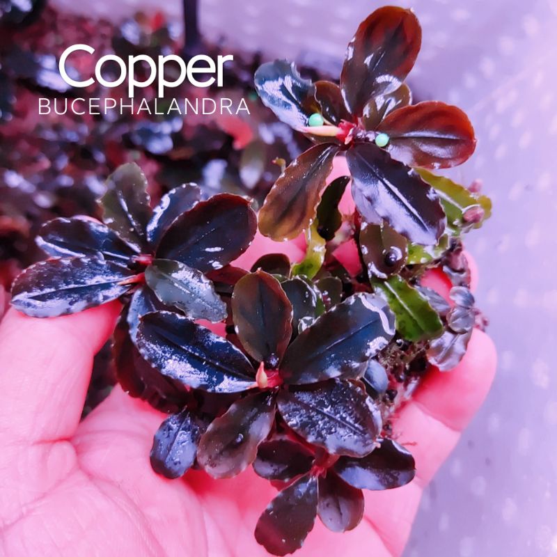 Bucep Copper | Cây thủy sinh siêu đẹp | Hàng ngọn | lá cạn