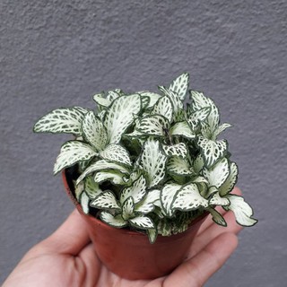 Cây Cẩm Nhung chậu Sứ Trắng