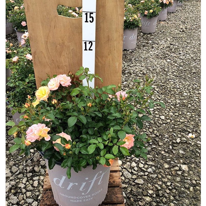 Hạt giống hoa hồng xuân 10 hạt Drift Peach Rose trong chậu 2 Gallon (Peach)