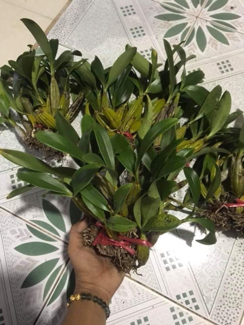 Bó lan vảy rồng 200g-55k