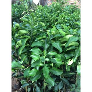 CÂYBƯỞI ĐỎ LUẬN VĂN
