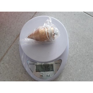 Quả dọi thăng bằng xây dựng