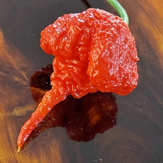 HG Mỹ] Hạt giống Ớt Carolina Reaper - Cay nhất thế giới - 5 Hạt Nhập Khẩu Mỹ