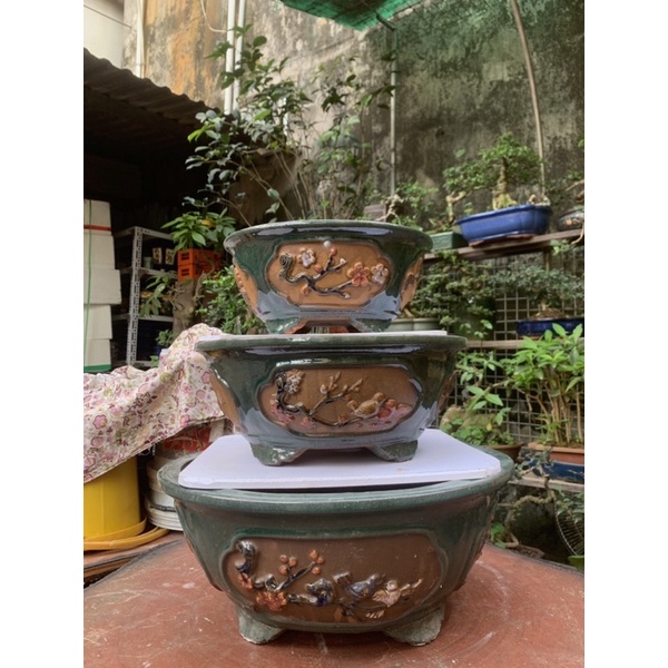 Chậu tròn trồng cây bónsai  - chậu tưs cảnh