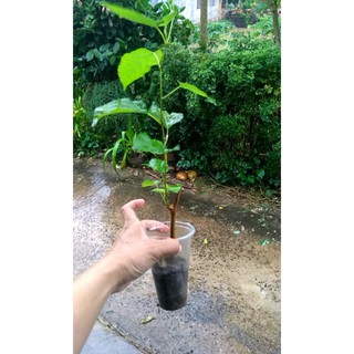 combo 2 cây dâu tằm_ nhiều trái_ quả to