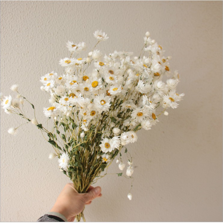 【TAILORLE】Hoa đơn điểu khô trang trí decor nhà cửa, làm hộp quà tặng, tranh hoa khô treo tường