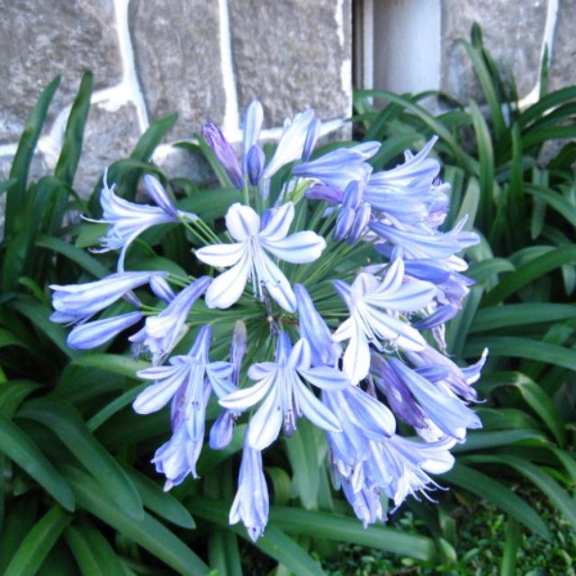 CỦ HOA THANH ANH ĐÀ LẠT