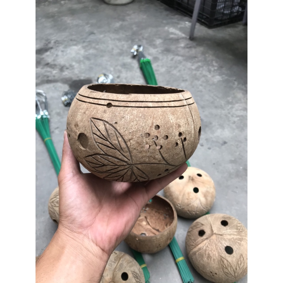Chậu Gáo Dừa Trồng Hoa Lan