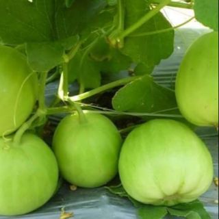 Hạt Giống Dưa Lê siêu ngọt, siêu quả F1