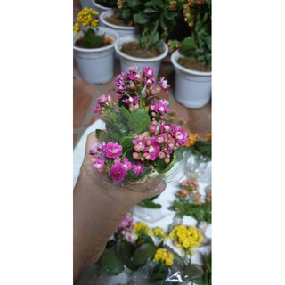 Combo#5 Cây con giống sống đời kép(mix màu)