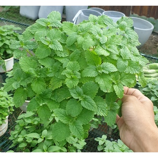 Bạc hà chanh LEMON BALM 601 (1g)