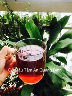 Cỏ máu Tâm An Quảng Bình