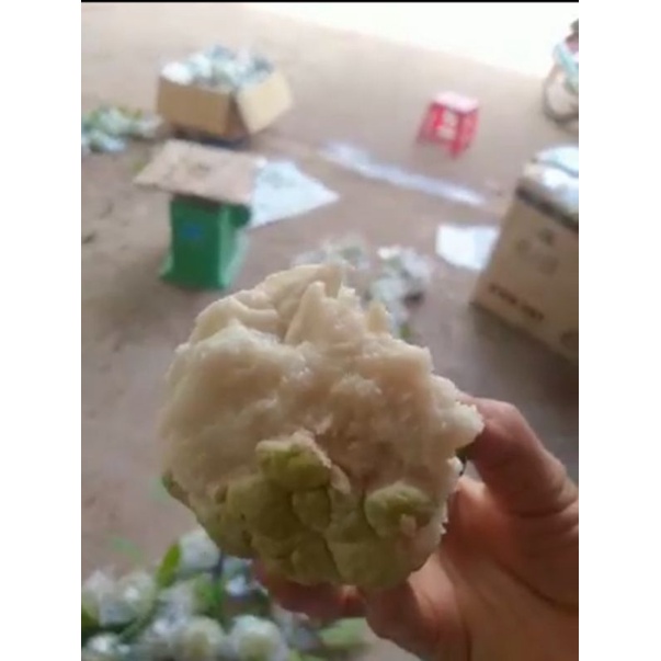 Cây na dai lạng sơn