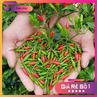 Hạt giống Ớt Xiêm (0.4g)