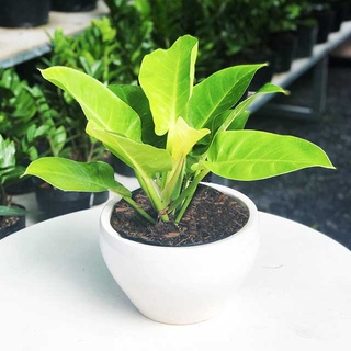 CÂY TRẦU BÀ ĐẾ VƯƠNG Vàng, (cao 35cm),