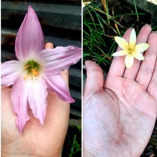 Củ huệ mưa hoa siêu lớn ( 5 củ )