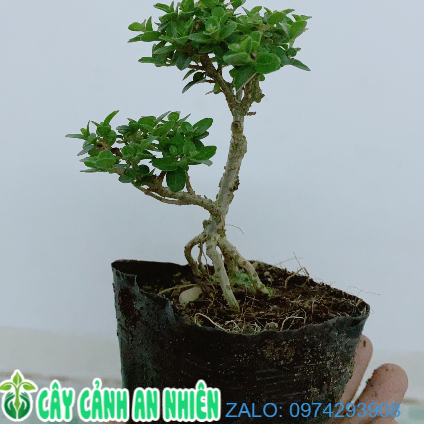 Cây Sam Hương Bonsai Mini