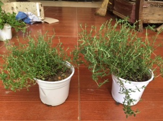 Cây Thyme - Cỏ Xạ Hương