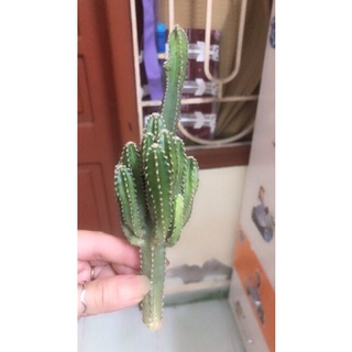 Cành xương rồng núi mini