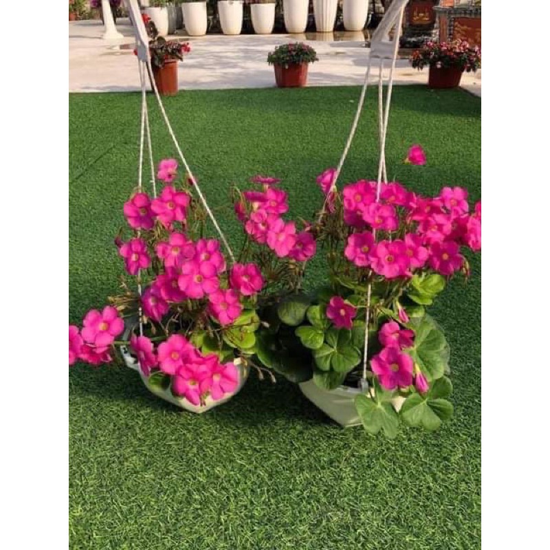 củ hoa oxalis boiwe mới thu hoạch