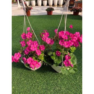 củ hoa oxalis boiwe mới thu hoạch