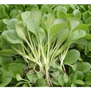 Hạt giống Cải Ăn Non gói 20gr